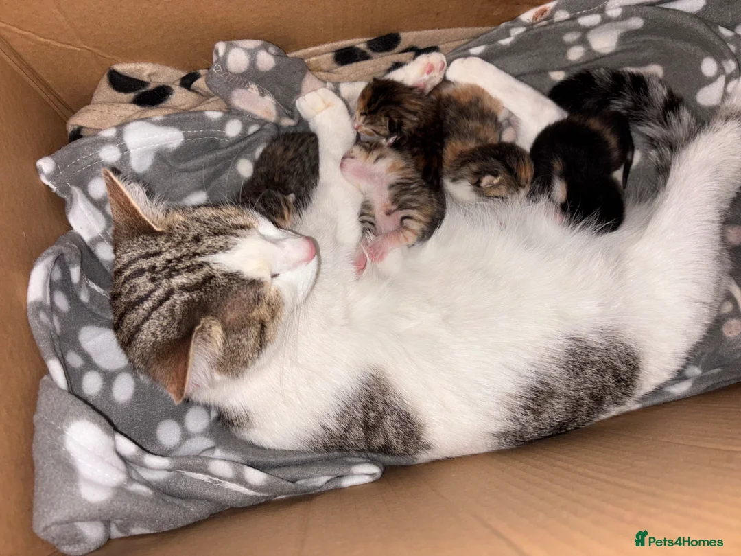 Mixed Breed cats for sale: 5 female kittens  in Glasgow - Advert 1