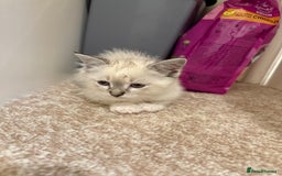 Ragdoll cats for sale: Ragdoll kitten  - Image 7