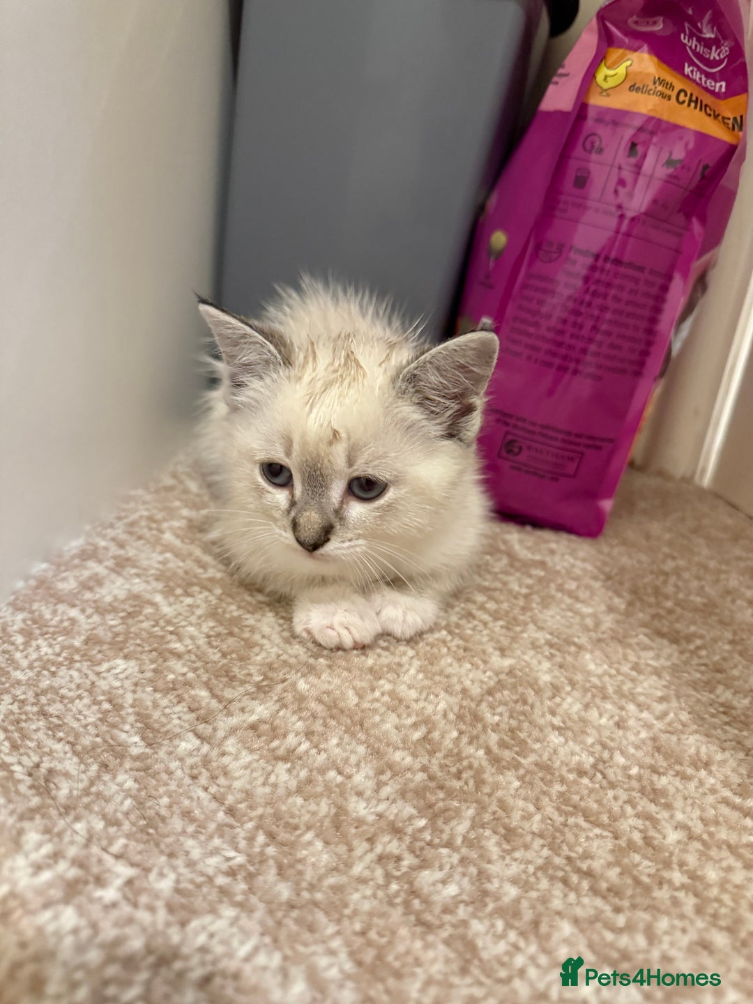 Ragdoll cats for sale: Ragdoll kitten  - Image 7