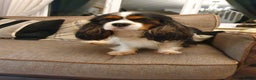 Cavalier King Charles Spaniel dogs for stud: Tri Cavalier king Charles for STUD  DNA TESTED in Salford - Advert 3