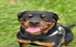 Rottweiler dogs for sale: 2yr old male Rottweiler  - Image 7