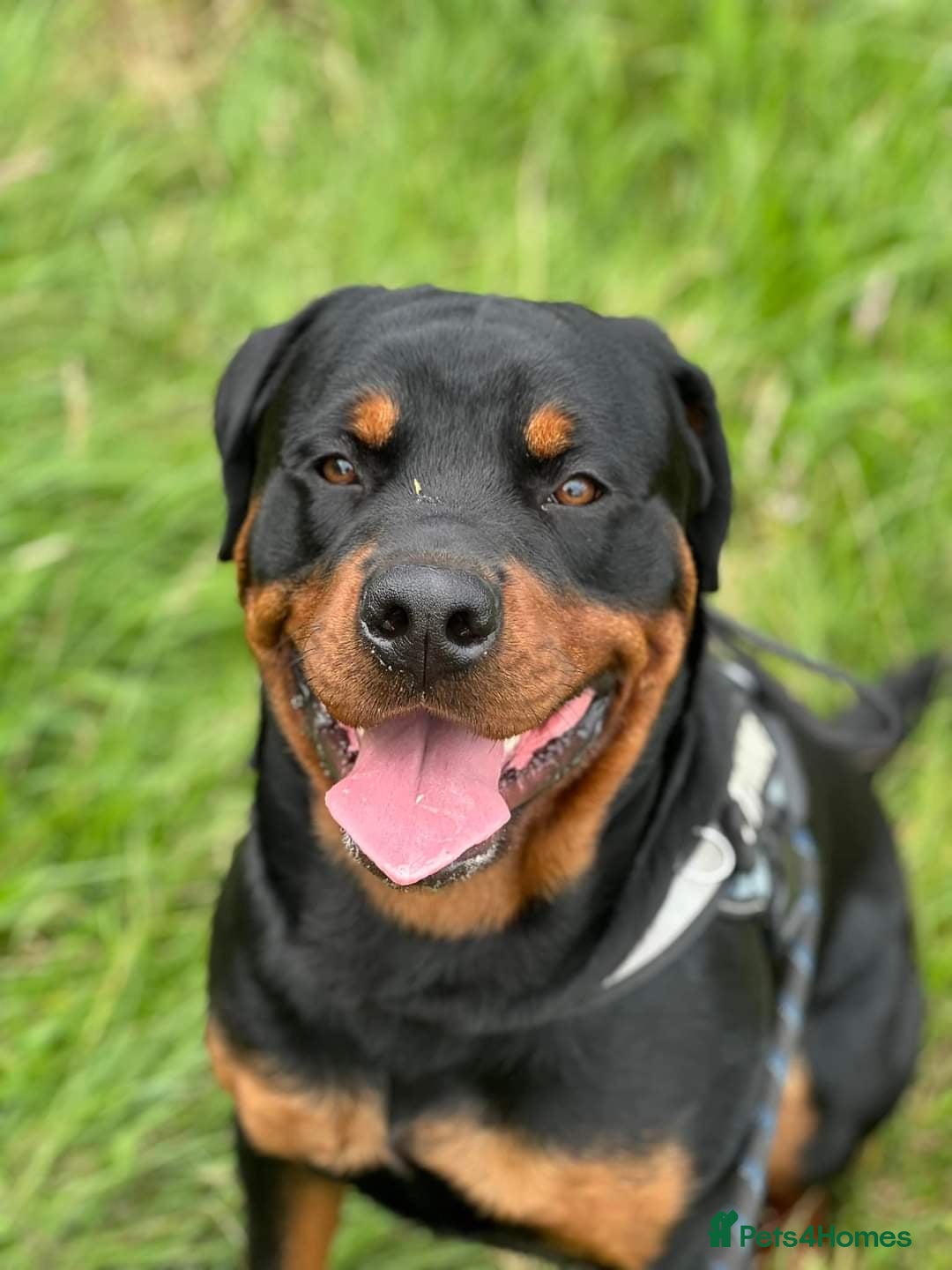 Rottweiler dogs for sale: 2yr old male Rottweiler  - Image 7