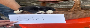 Border Collie 3