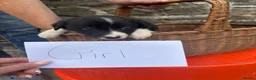 Border Collie dogs for sale: 6 border collie puppies  - Advert 5
