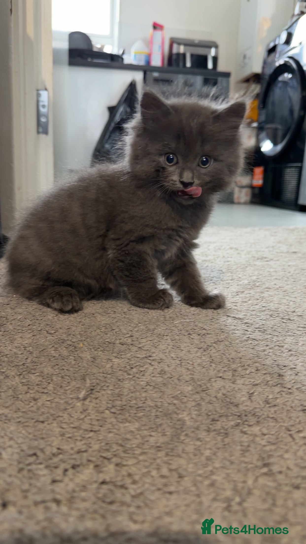 Mixed Breed cats Persian Blue Russian mixed with tabby - Advert 9