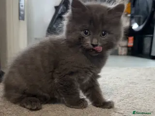 Mixed Breed cats Persian Blue Russian mixed with tabby - Advert 4