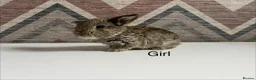 Mini Lop rabbits for sale: Mini  lops and mini double maned lionheads - Advert 6