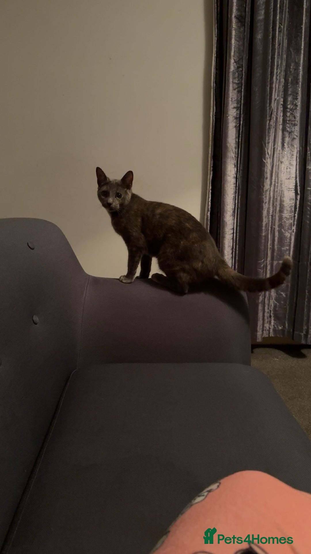 Chartreux cats for sale: Skye  - Advert 7