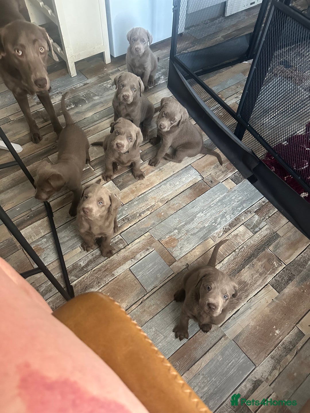 Labrador Retriever dogs for sale: Silver labradors *READY TO LEAVE* - Image 11
