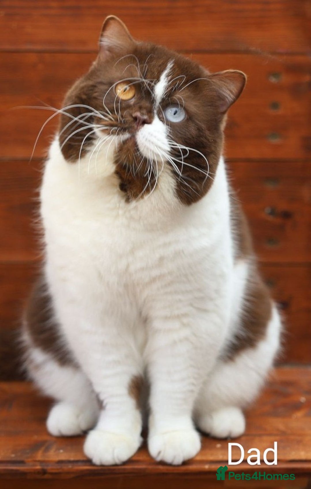 Scottish Fold cats for sale: TICA registered Scottish Fold ready to collect  - Image 13