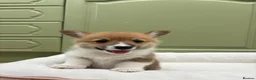 Welsh Corgi Pembroke dogs for sale: 2 Gorgeous Welsh Pembroke corgis 🩷💙 - Advert 12