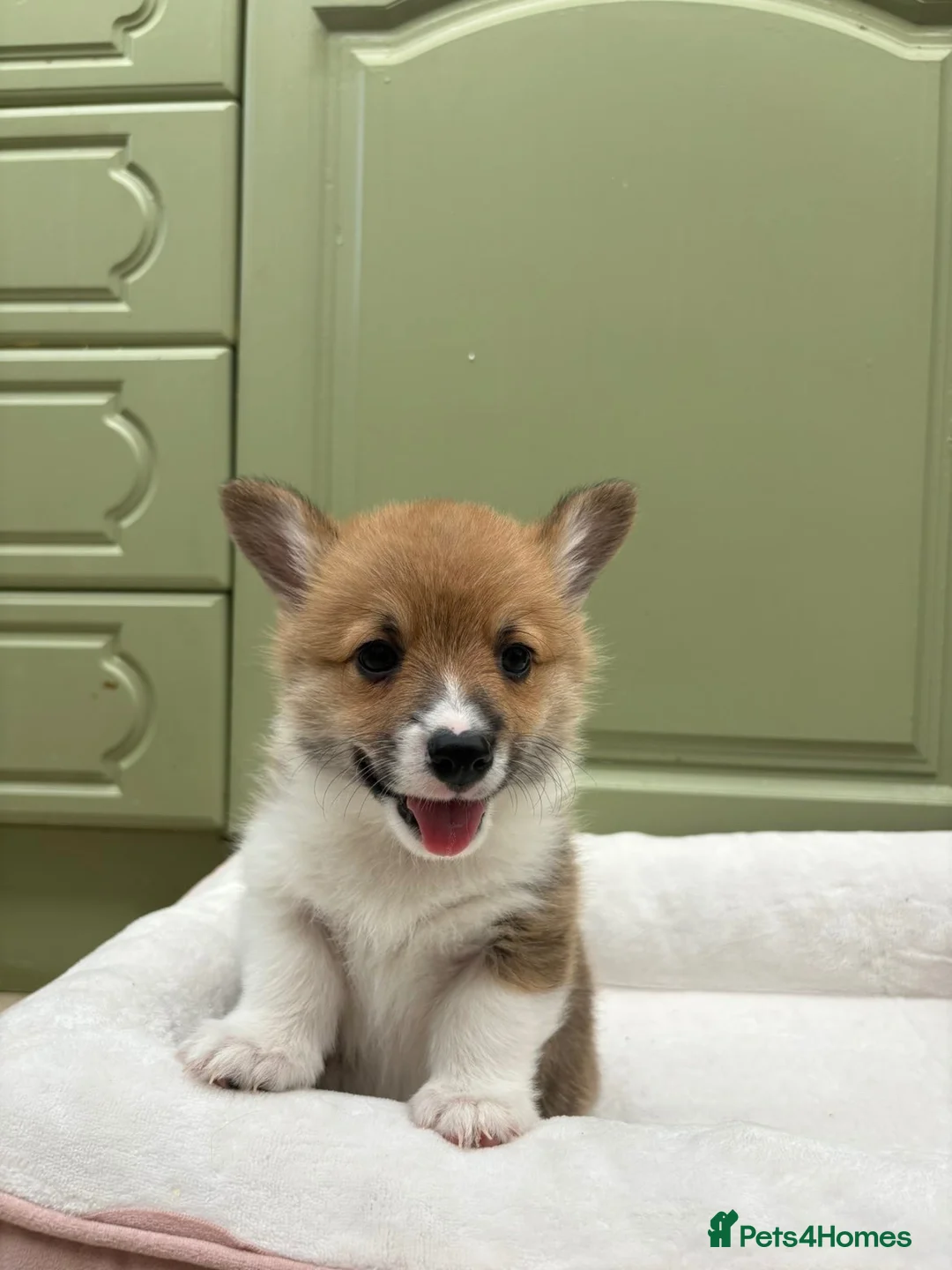 Welsh Corgi Pembroke dogs for sale: 2 Gorgeous Welsh Pembroke corgis 🩷💙 - Advert 12