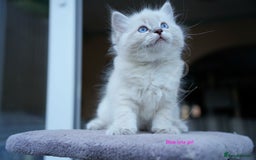 Ragdoll cats for sale: Stunning GCCF Registered Heart Melting Affection - Image 19