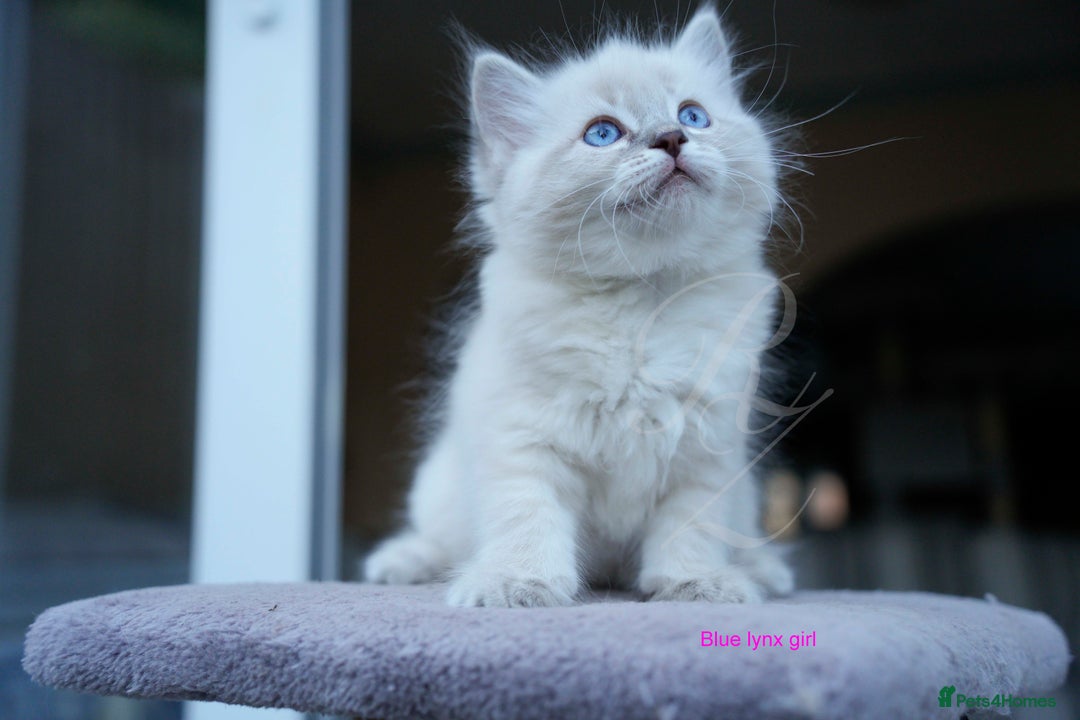 Ragdoll cats for sale: Stunning GCCF Registered Heart Melting Affection - Image 19