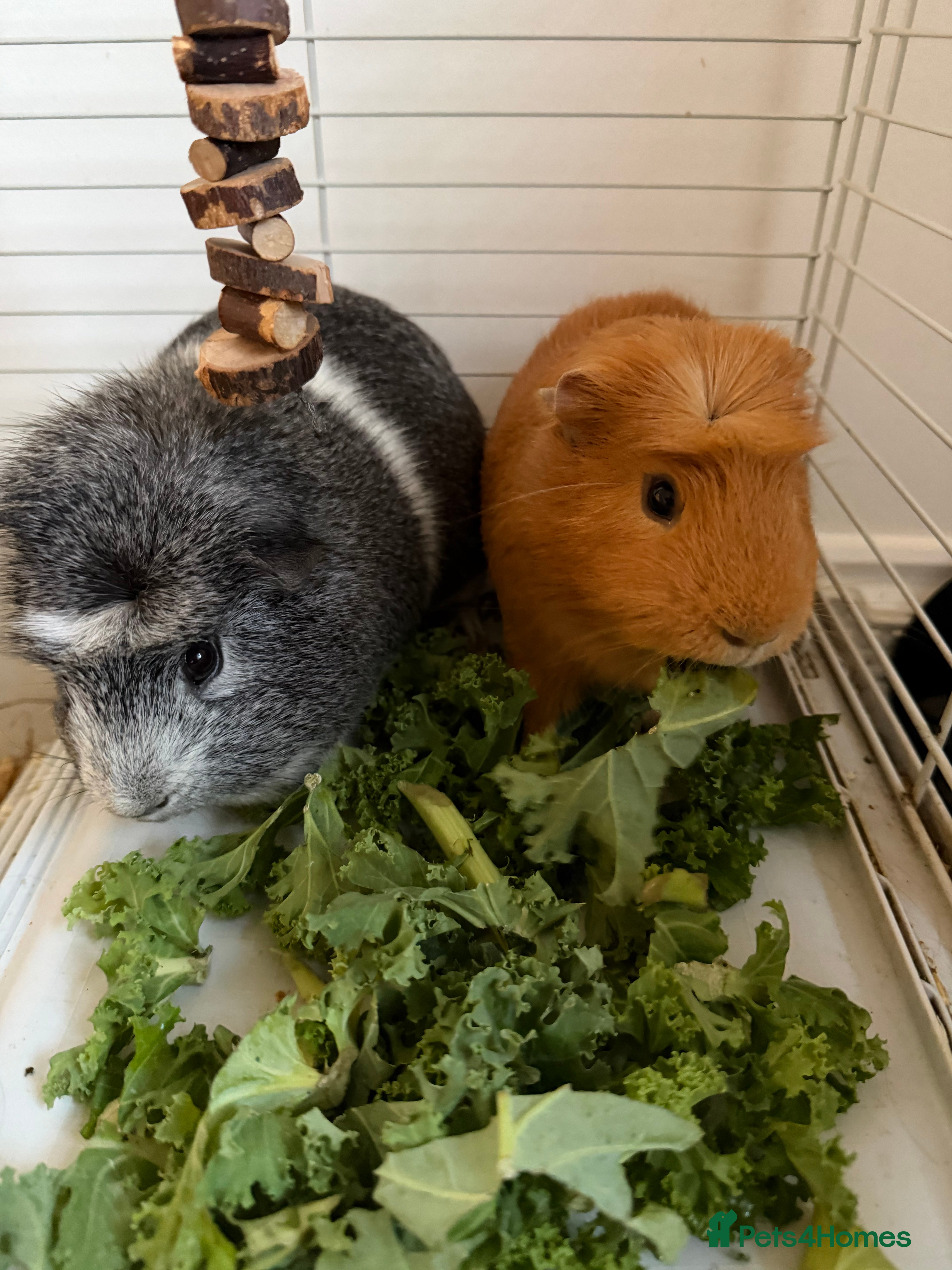 Guinea Pig rodents Two male Guinea Pigs - Advert 2