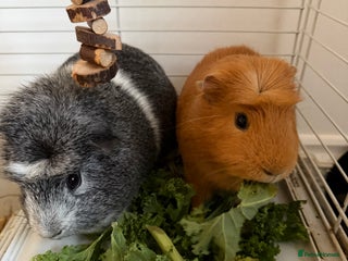 Guinea Pig rodents Two male Guinea Pigs - Advert 5