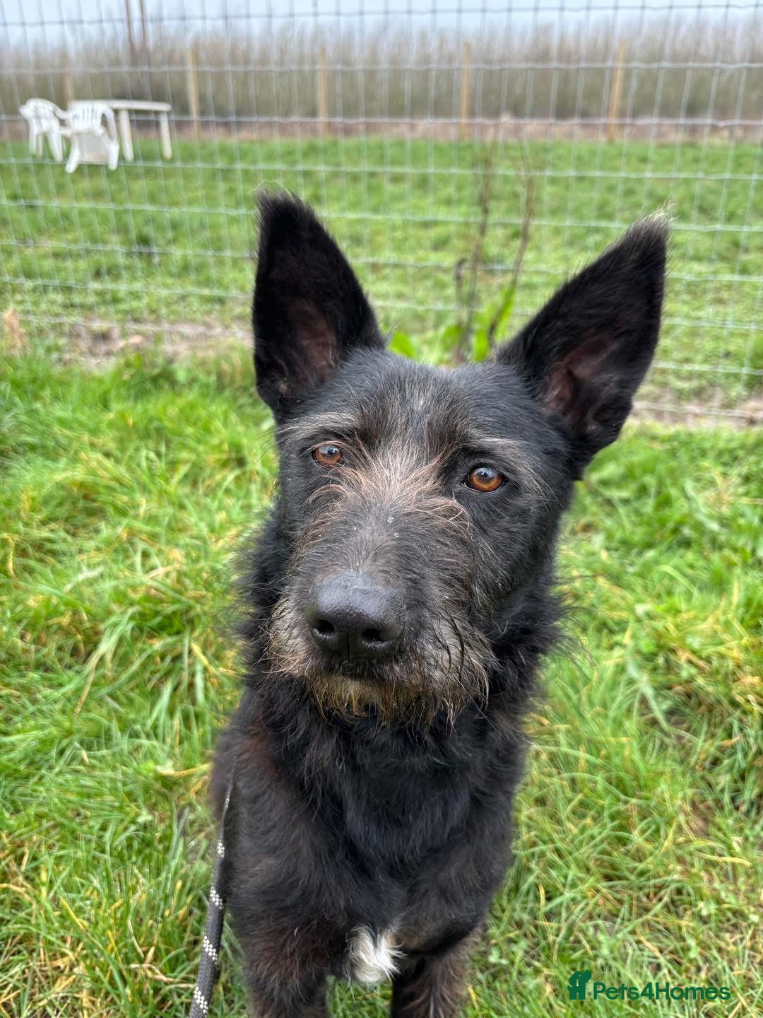 Mixed Breed dogs Pascal is looking for a foster to adopt home  - Advert 1