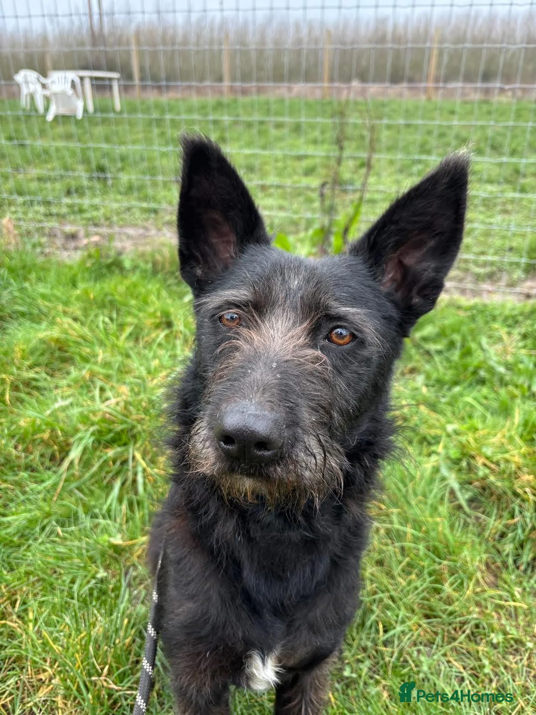 Mixed Breed dogs for adoption: Pascal is looking for a foster to adopt home  in Worcester - Advert 1