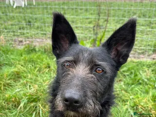 Mixed Breed dogs Pascal is looking for a foster to adopt home - Advert 1