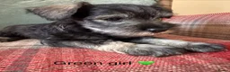 Miniature Schnauzer dogs for sale: KC registered, health tested puppies available  - Advert 4