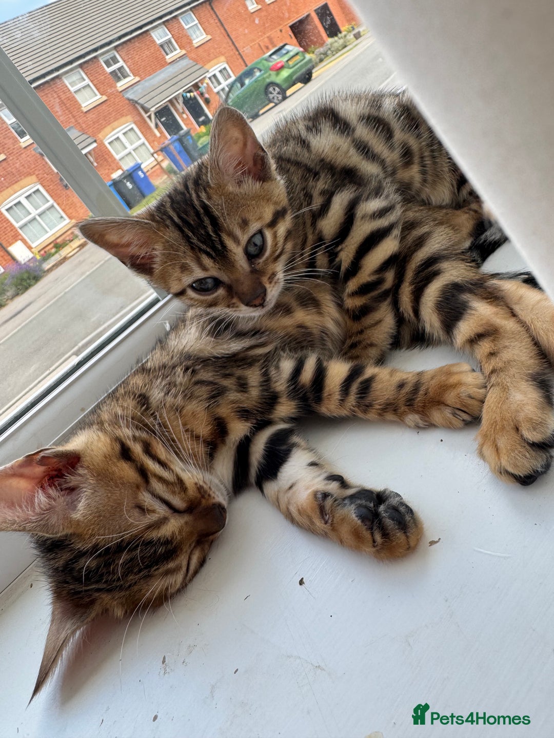 Bengal cats for sale: REDUCEDAbsolutely stunning Bengal Kittens READY in Hook - Image 27