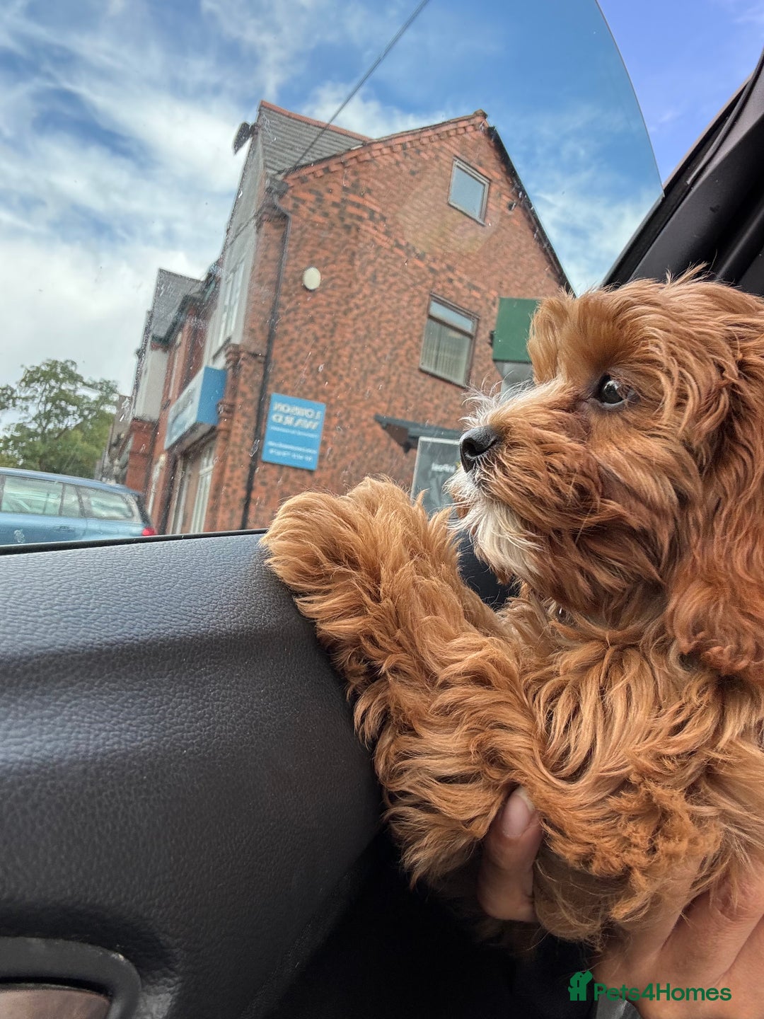 Cavapoo dogs for sale: Six month cavapoo puppy - Advert 8
