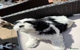 Shih Tzu dogs for sale: Puppies Shih tzu  in Peterborough - Image 16