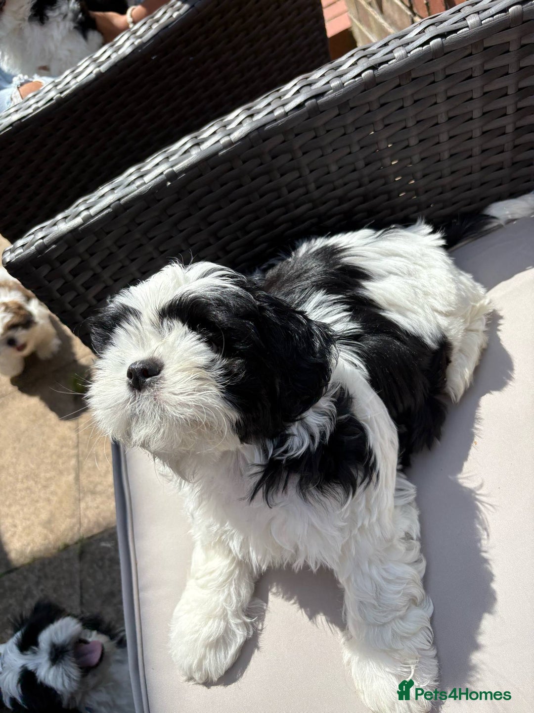 Shih Tzu dogs for sale: Puppies Shih tzu  in Peterborough - Image 16