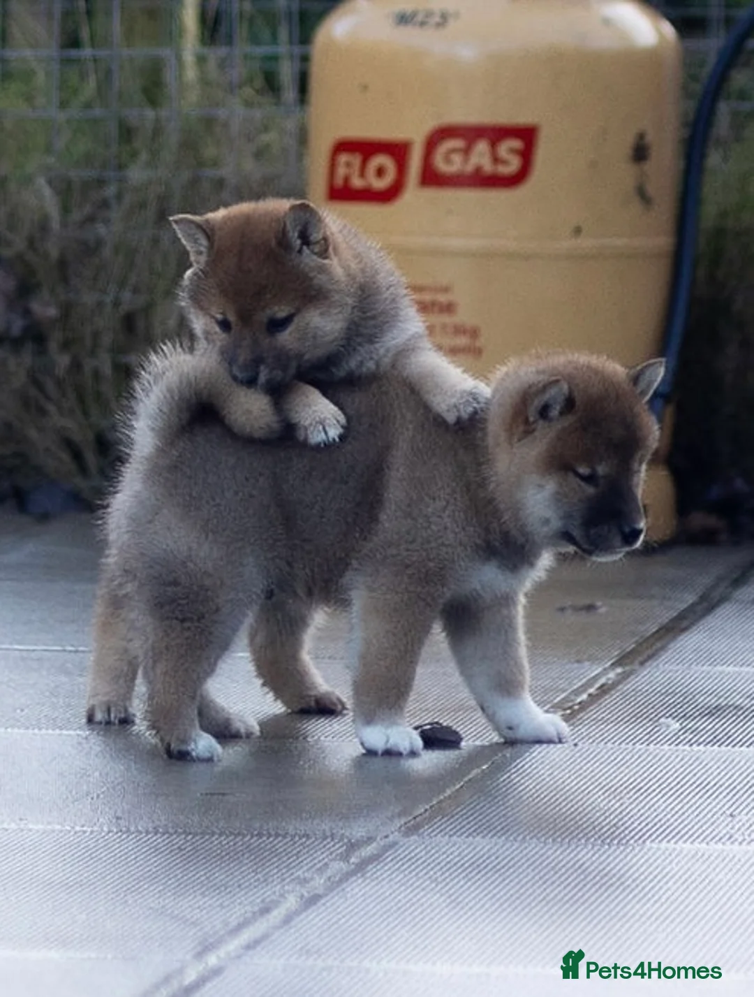 Japanese Shiba Inu dogs for sale: ❤️ Fall in Love with a Shiba Girl — Reduced Price - Advert 20