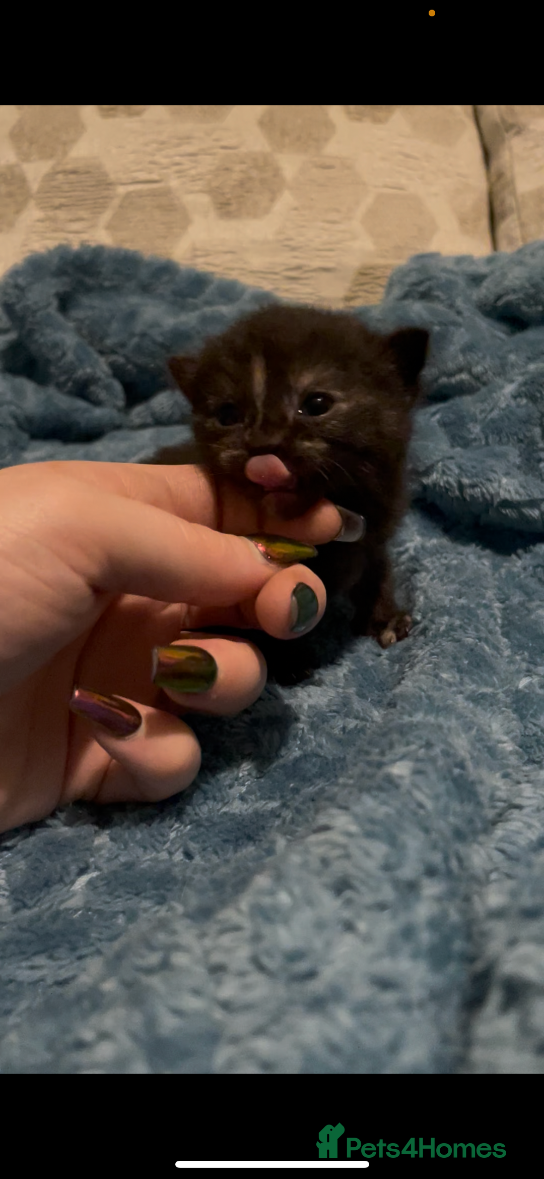 Domestic Shorthair cats for sale: Kittens ready to reserve  - Image 8
