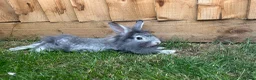 Mixed Breed rabbits for sale: *Lion head x Rex female ready now* - Advert 3
