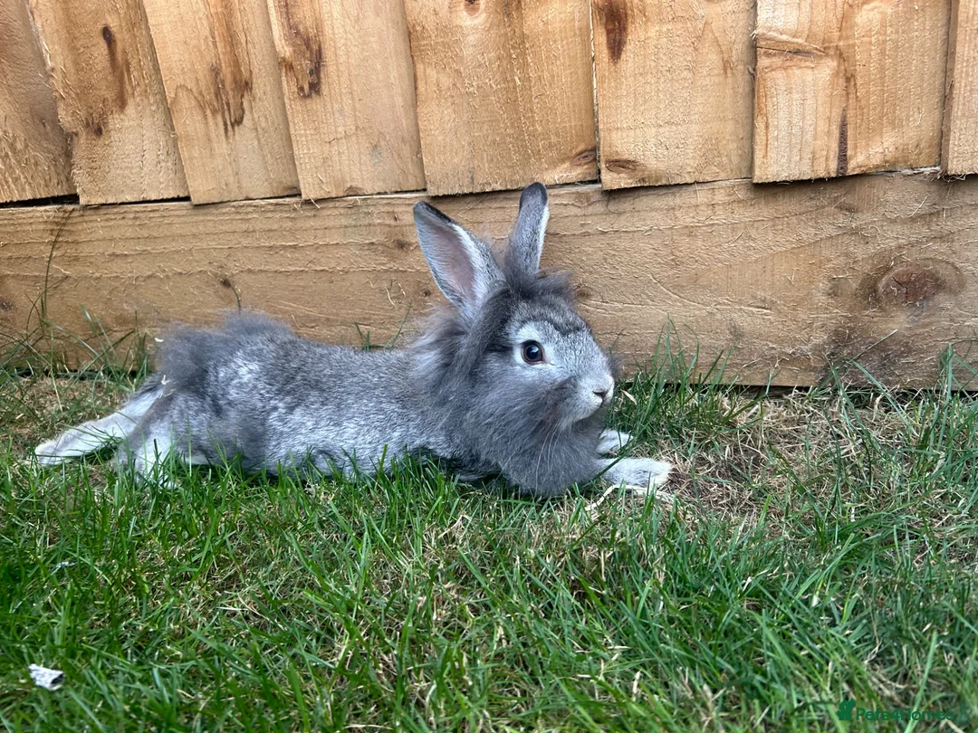 Mixed Breed rabbits for sale: *Lion head x Rex female ready now* - Advert 3