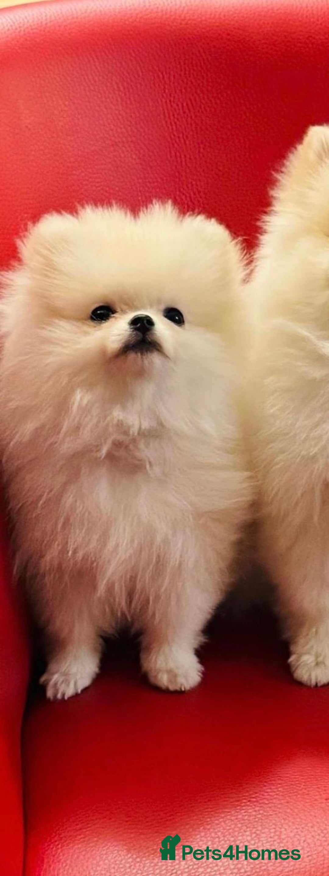 Pomeranian dogs for sale: 🌸Mini White Pomeranian Puppies – Last Girls! 🌸 - Advert 15