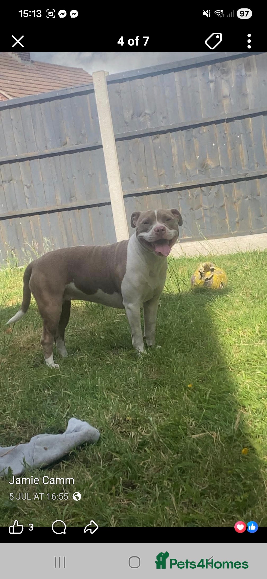 Mixed Breed dogs for sale: White n brown  - Advert 1