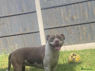 Mixed Breed dogs White n brown - Advert 9