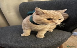 British Shorthair cats for sale: Our wonderful boy, Ferguson for sale  - Advert 24