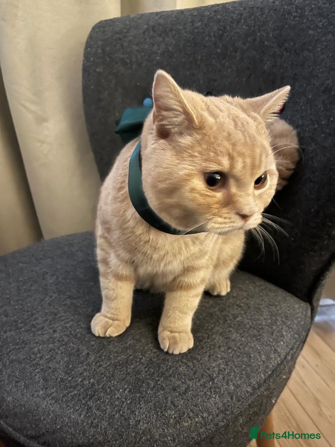 British Shorthair cats for sale: Our wonderful boy, Ferguson for sale  - Advert 24
