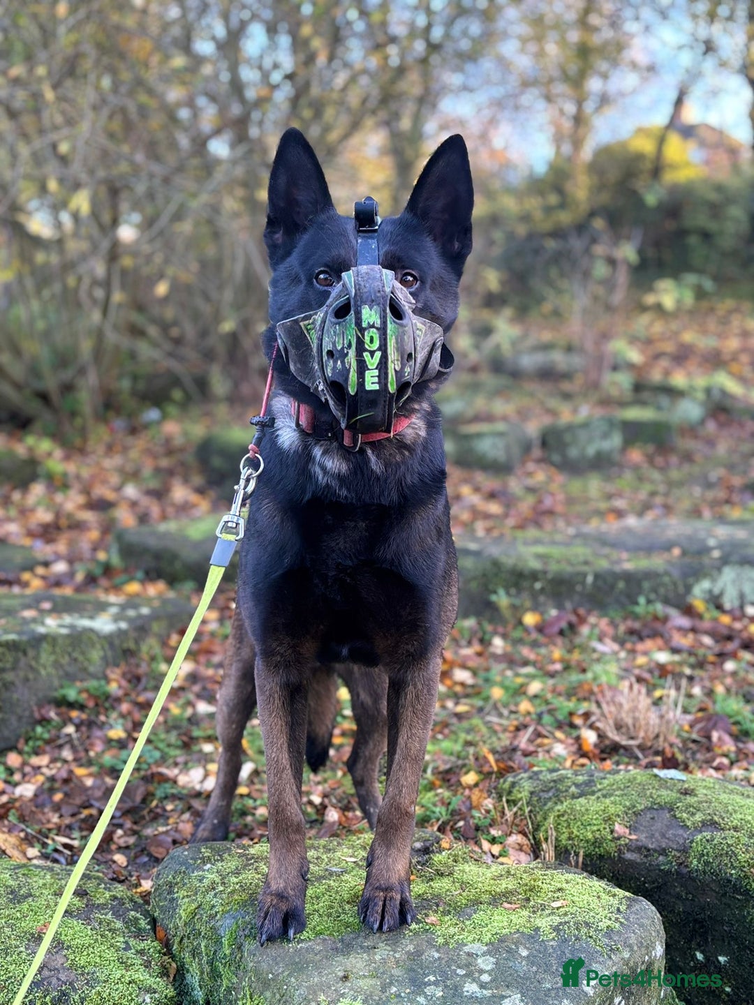 Belgian Shepherd Dog dogs for sale: FAMILY PROTECTOR-PANTHER DUTCH HERDER  - Advert 1