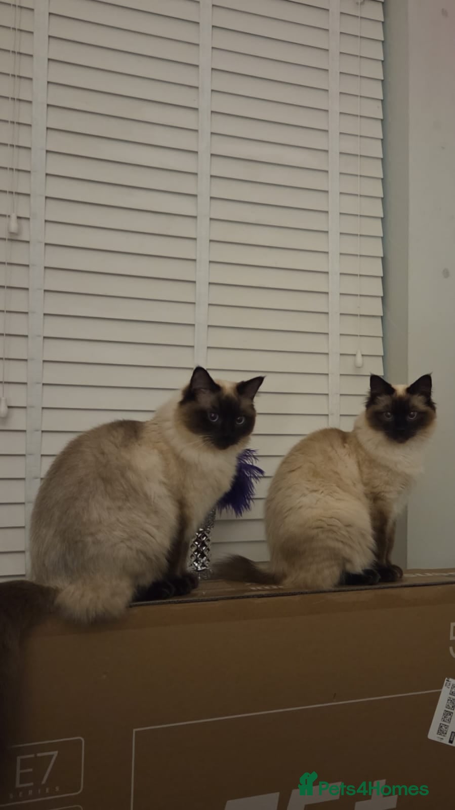 Ragdoll cats 2 Ragdoll brothers, 1 year old - Advert 1