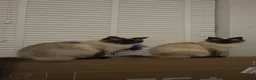 Ragdoll cats for sale: 2 Ragdoll brothers, 1 year old - Advert 1