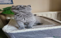 British Shorthair cats for sale: BRITISH SHORTHAIR KITTEN - Advert 3