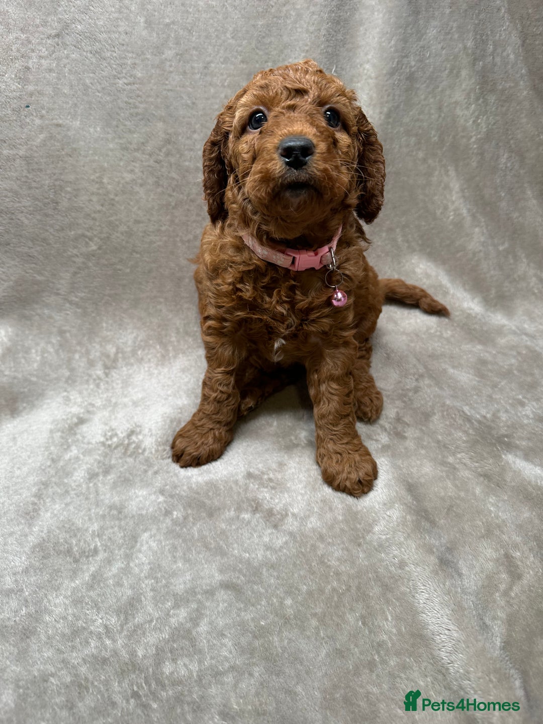 Cockapoo dogs for sale: Red Mini Cockapoo Puppies-Ready - 14 of January  - Advert 22