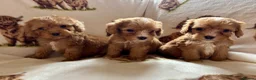 Cockapoo dogs for sale: F1 health clear cockapoo puppies  - Advert 29