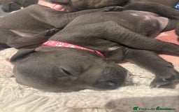 Staffordshire Bull Terrier dogs for sale: 💥READY TO LEAVE NOW 💥 PURE BLUE STAFFS PUPS🩵 in Barnsley - Image 15