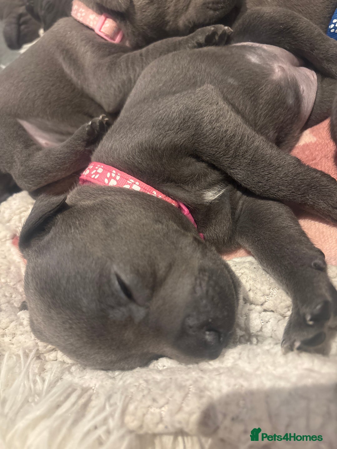 Staffordshire Bull Terrier dogs for sale: 💥READY TO LEAVE NOW 💥 PURE BLUE STAFFS PUPS🩵 in Barnsley - Image 15