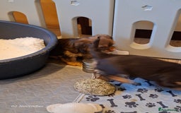 Yorkshire Terrier dogs for sale: Chocolate brown should territ - Image 4