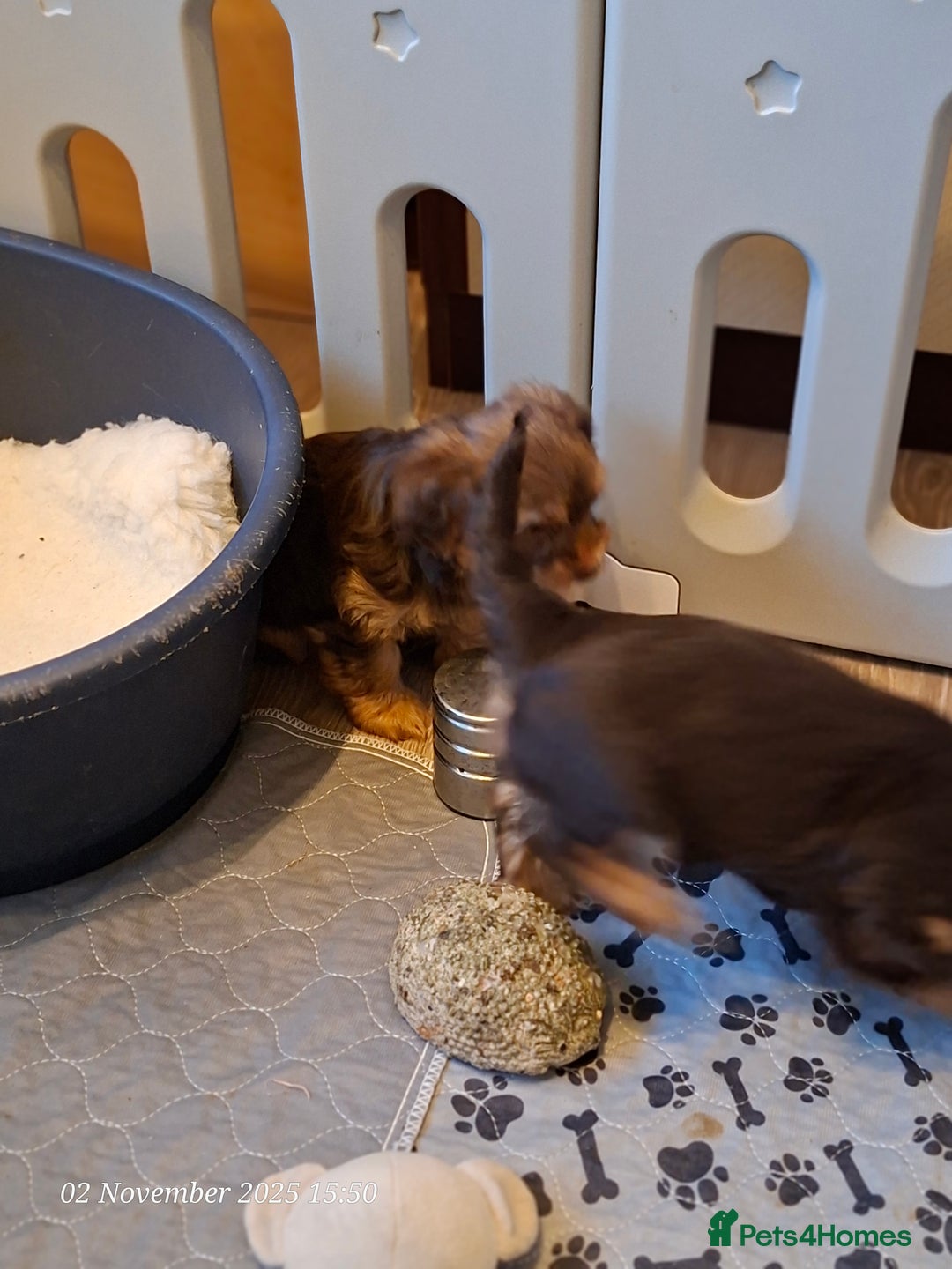 Yorkshire Terrier dogs for sale: Chocolate brown should territ - Image 4