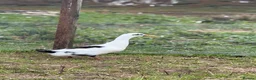 Ducks poultry for sale: 6x Hatching eggs magpie duck  - Advert 3