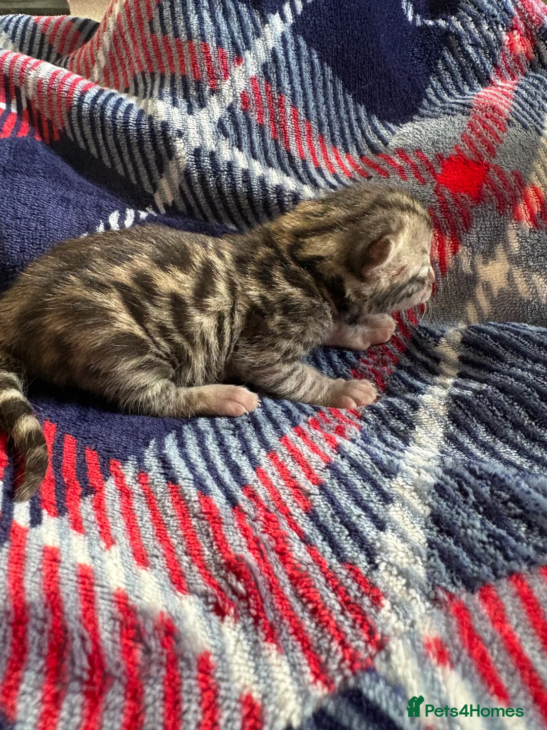 Bengal cats for sale: Pure Bengal kittens  in Oswestry - Advert 3