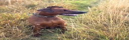 Mixed Breed dogs for sale: F1b Dobermann hybrid  - Advert 9